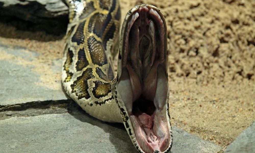 Ταϊλάνδη: Τεράστιος πύθωνας κοιμάται δίπλα σε σπίτι